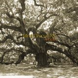 Mind Groove 14 - Roble