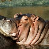 Hiphopotamus