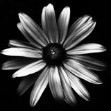Lost Mixes Vol. 007