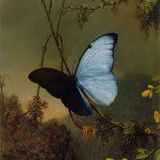 Seelenreinigung: Psy-Chill-Ambient. Mix Insektenkinder