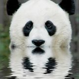 AmdA - Starstruck Panda - 2014-11-30