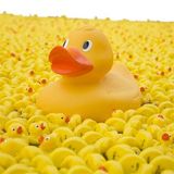 SUCK MY DUCK