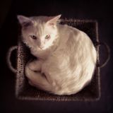 Die Kitten Tape 21