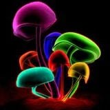 Mushroom Sessions 2