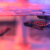 Trippy Turtle - Diplo and Friends Mix