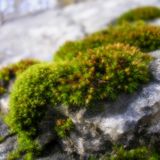 rain on moss