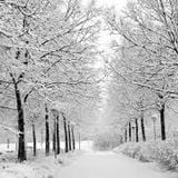 A Winters Tale
