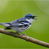 Ballad of the Cerulean Warbler