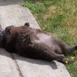 Sun Stroke