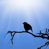 Bird on the Wire at The Great Escape 2015