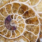 Ammonite - Ambiglitch set 2015