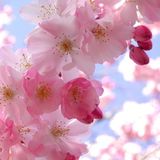 DJ Mike Iova - Flower Breeze (March 2014 Mix)
