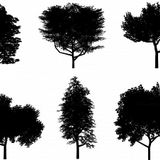 AT#044 - Arboles representativos - Los Hijos