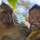 Mirror Neurons