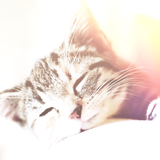 うたかたなうたのうたたねのなか