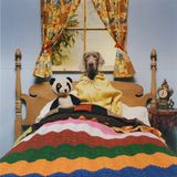 Spik - From jazz to dog -