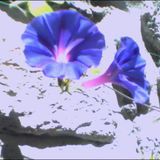 4 maya mix. amix of Maya Jane Coles tracks.djolzdee