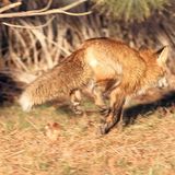 Farewell Fox