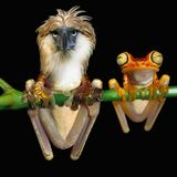 Eagles, Crows and Frogs