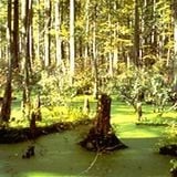 Rich Furness - Swampish Mix February 2012
