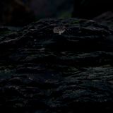 Icarus-01-06-14