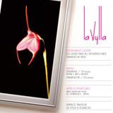 Live of the 25th March 2010 @ La Vylla