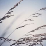 Steve Gibbs - Ambient Modern Classical