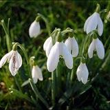 In the Garden - February
