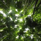 Dark Tropics - feat. Idan K, Roots Manuva, Zulu, Joyce Muniz, Daniel Haaksman, Coleman Brothers