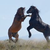 1368.Mustang:LiveCDJMixBy:RichardVasquez.aka.Dr.Love.MB.NewMusic