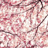 Cherry Blossoms