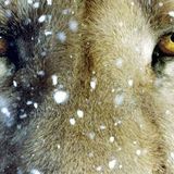 Miguel_01 - Winter Jungle
