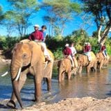 Elephant Ride