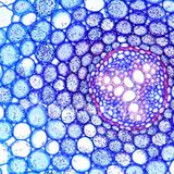 Chroniques de l'infiniment petit : dans les oreilles d'une pâquerette.