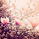 Blooming