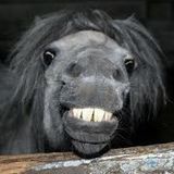 THE CHEMICAL FOALS "Go albatross! (Bootleg by Amable)"
