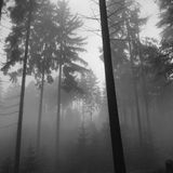 Nikita Zabelin @ Forest Quest 2014, Main stage