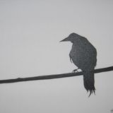 Ravens - RottenApple Set