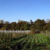 Chez Laurent Welsch - MULCH, DIGESTION et INDIGESTIONS du SOL