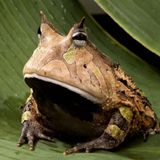 GoAcid