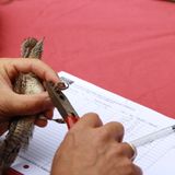 Sur les traces des oiseaux migrateurs - 2
