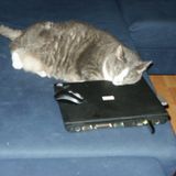 Gizmos Mix