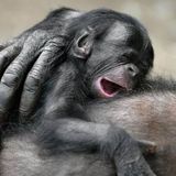 Lullabies for future music lovers #2