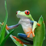 GO!DIVA Classics meets Costa Rica Rainforest