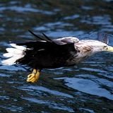 North Eagle.... a track that will be getting released this year 2013