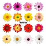 daisies