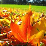 Golden Fall - Mixed by Double-L