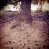 Landscapes