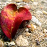Piece of Love