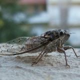 Cicada